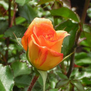 Pоза Цигански танцьор - оранжев - парк – храст роза